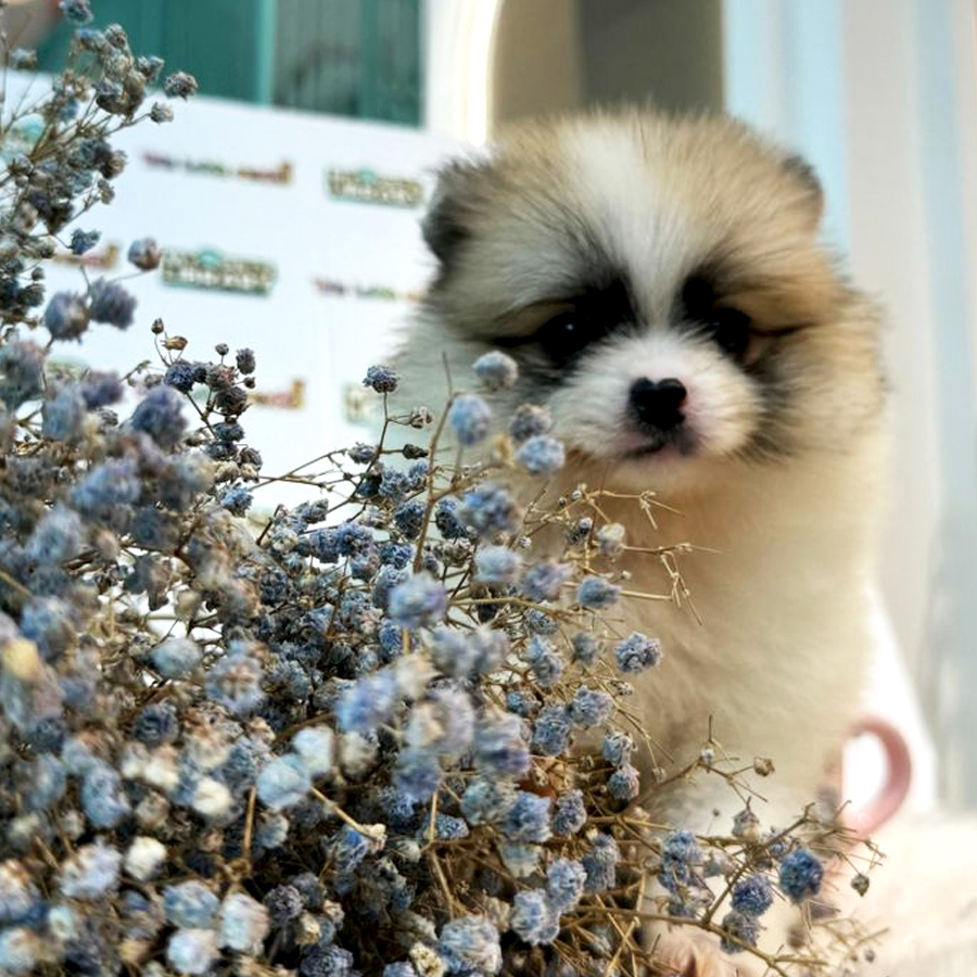 Tiny Pomeranian Puppy (Female) For Sale