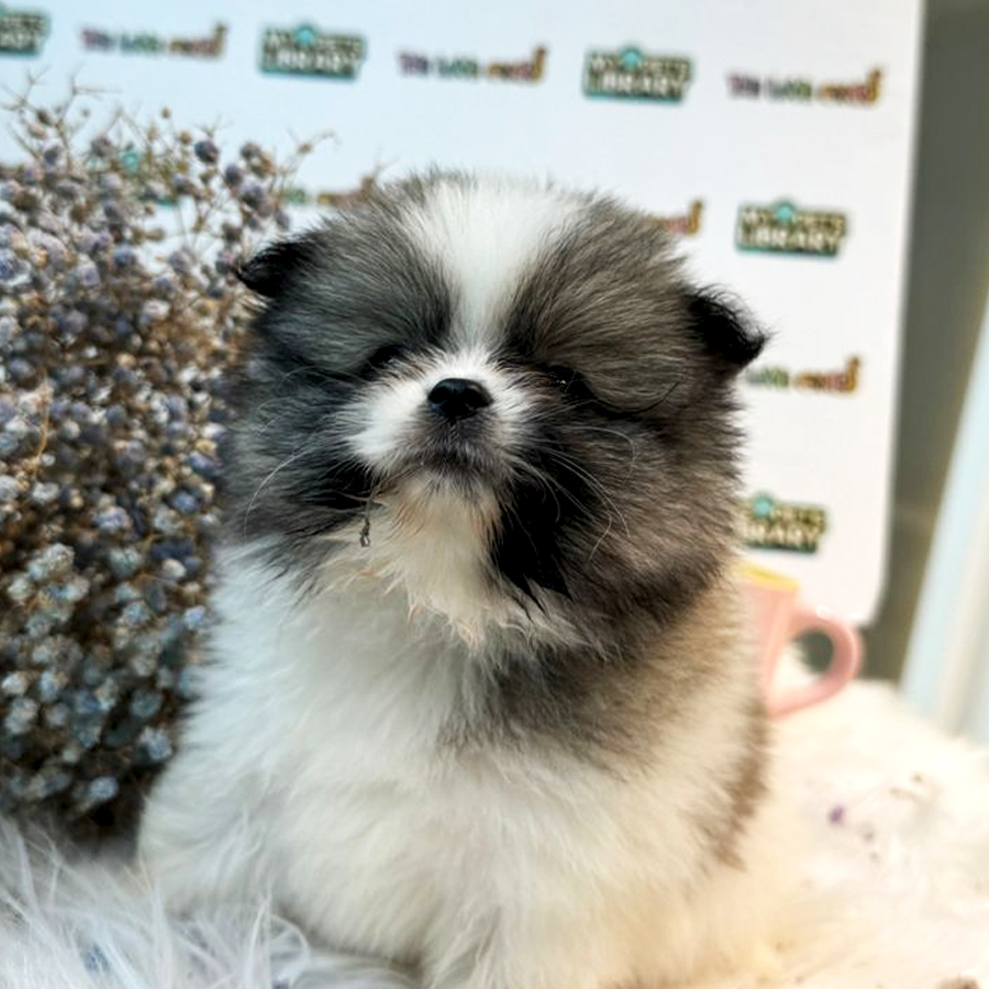 Tiny Pomeranian Puppy (Male) For Sale