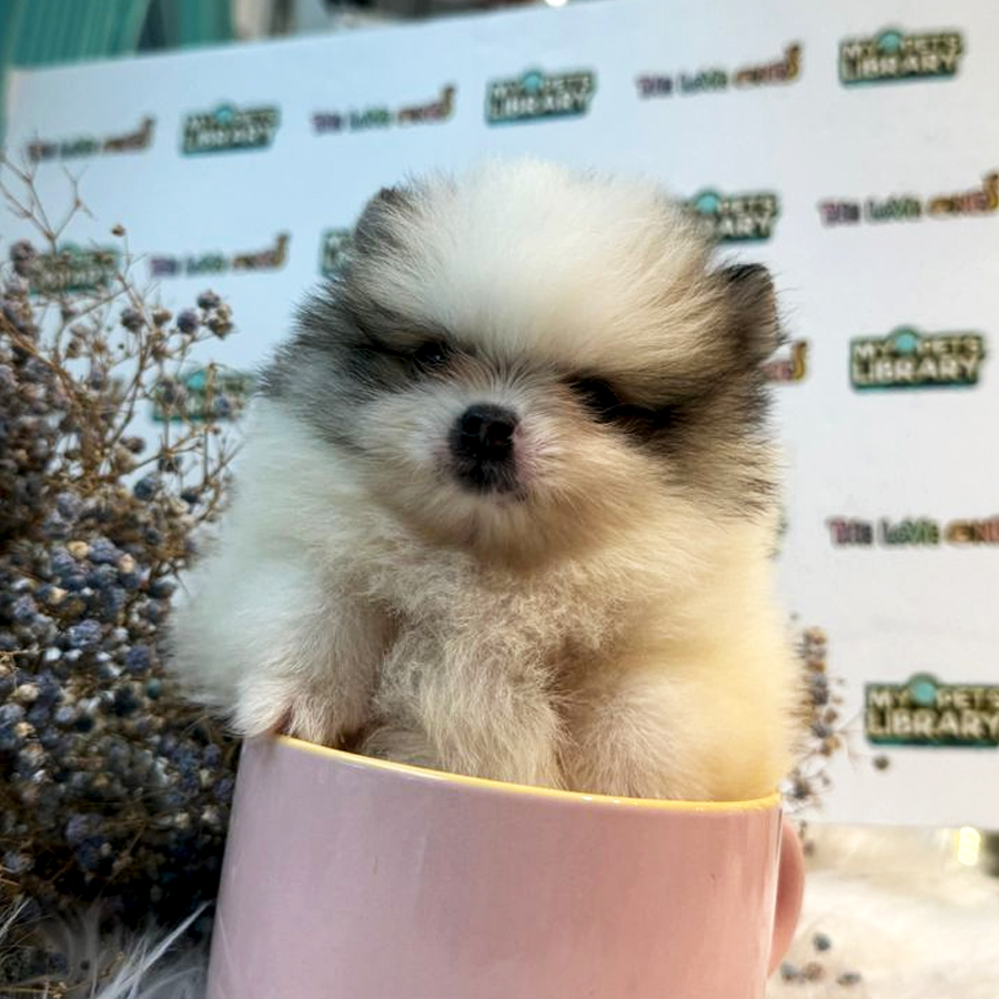 Tiny Teacup Pomeranian Puppy (Female) For Sale