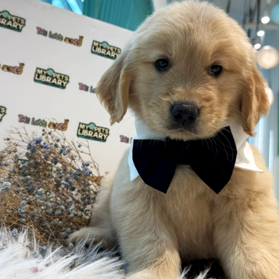Golden Retriever Puppy (Male) For Sale