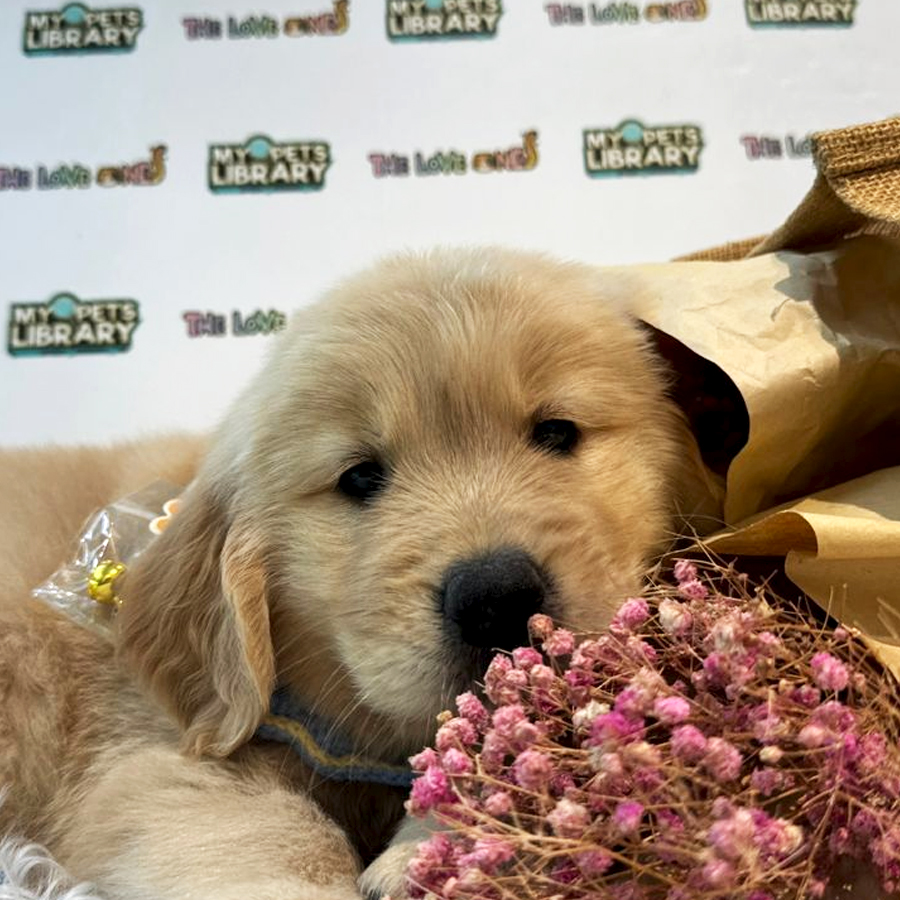 Golden Retriever Puppy (Female) For Sale