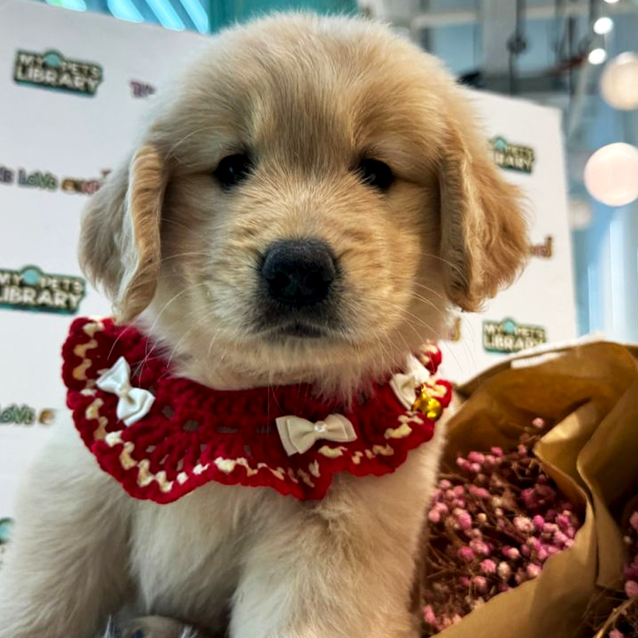 Golden Retriever Puppy (Female) For Sale