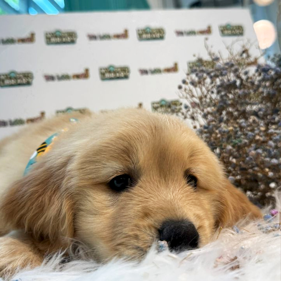 Golden Retriever Puppy (Male) For Sale