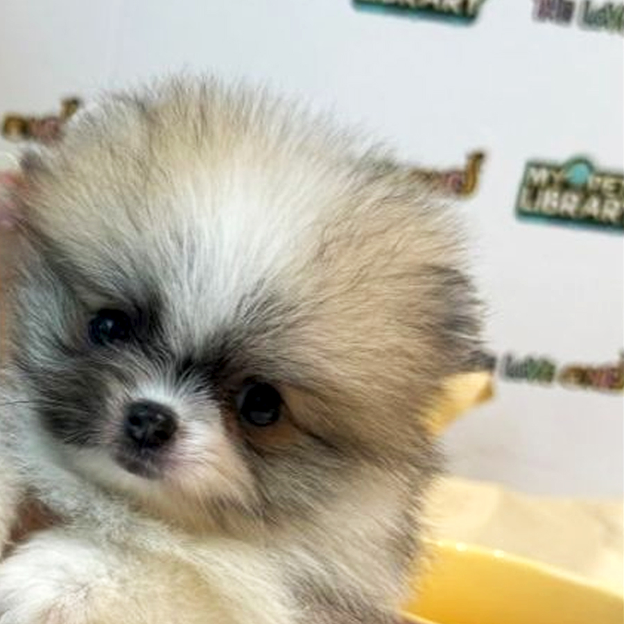 Teacup Pomeranian Puppy (Female) For Sale