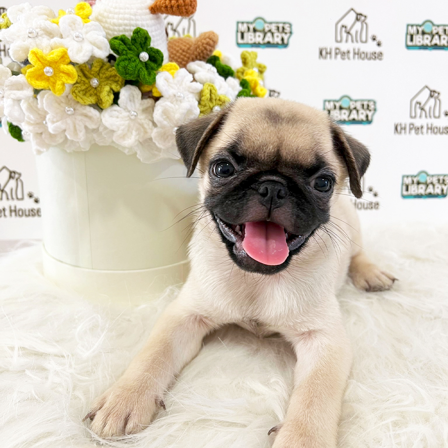 Pug Puppy (Female) For Sale