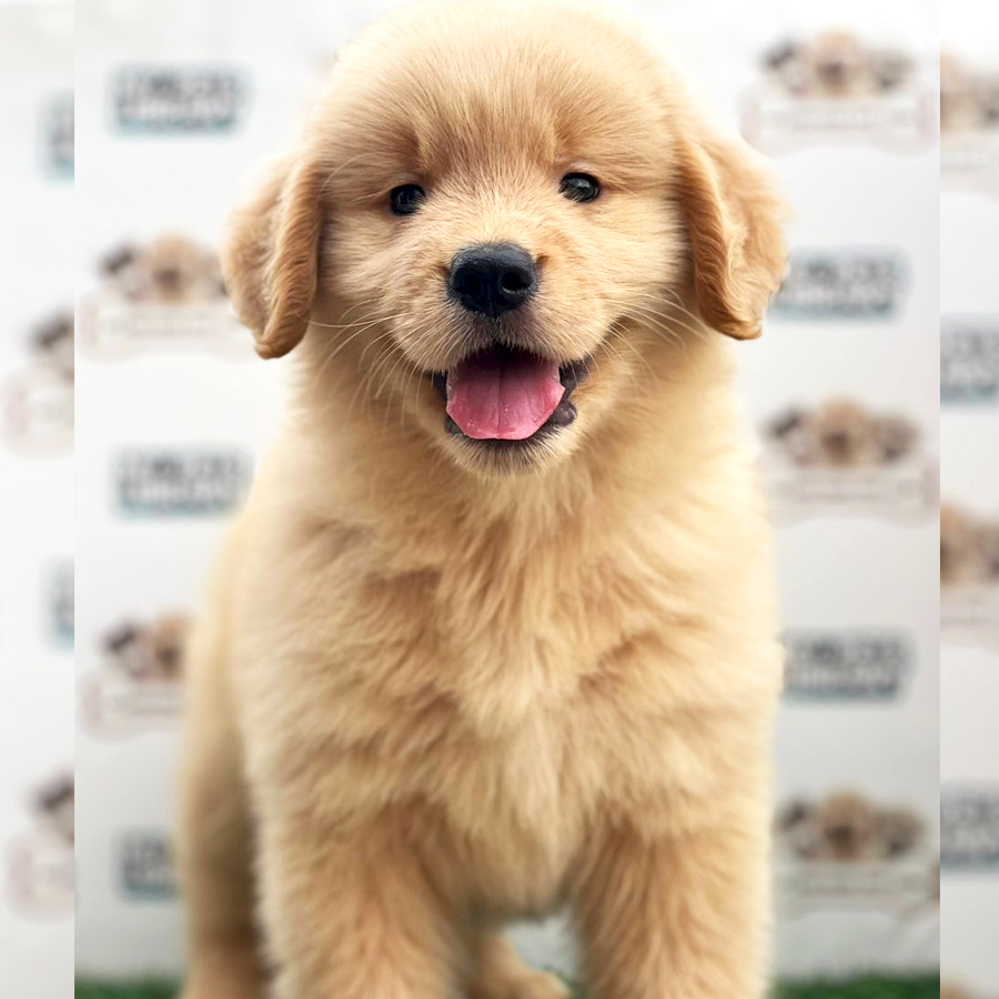 Golden Retriever Puppy (Female) For Sale