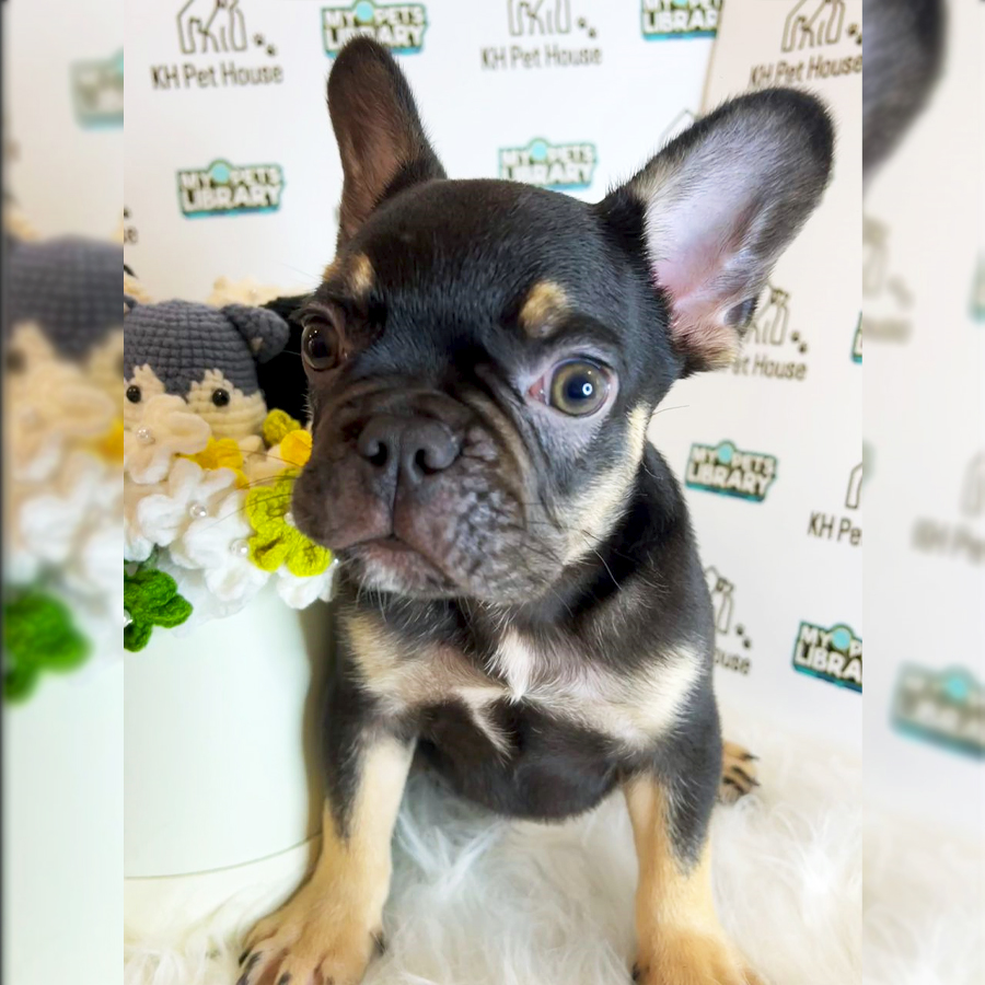 French Bulldog Puppy (Male) For Sale