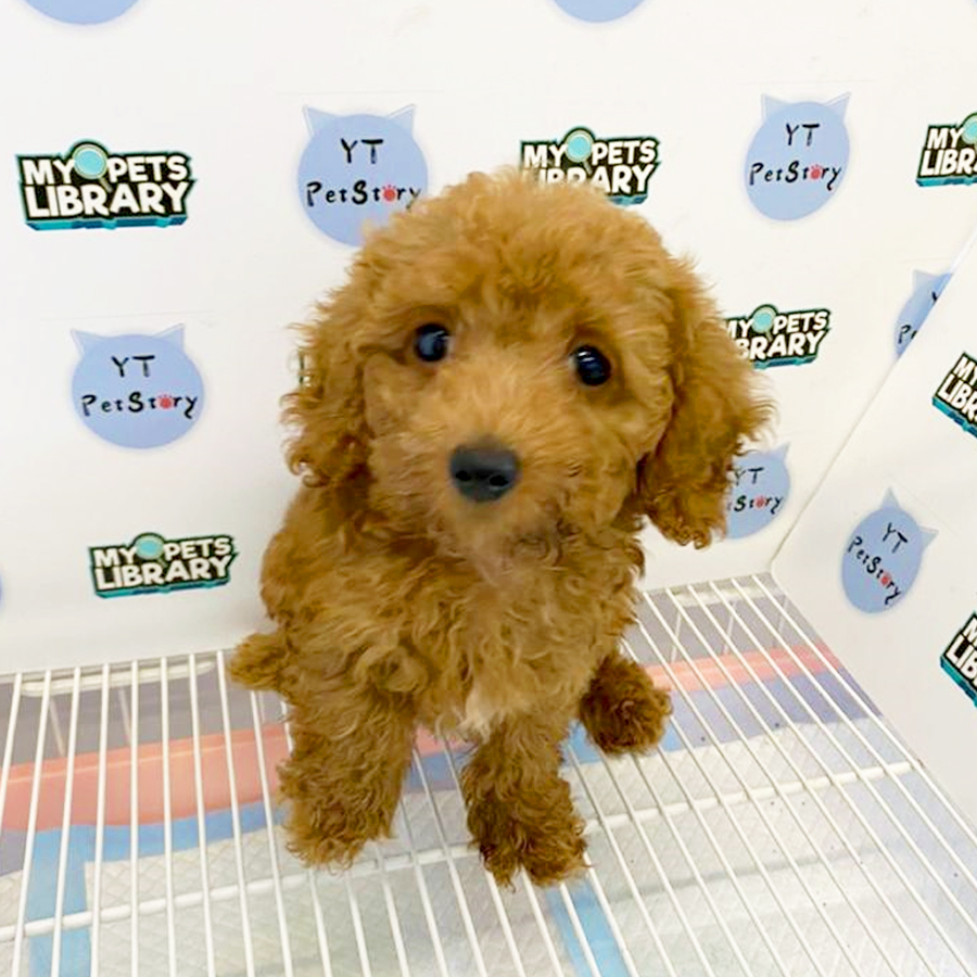 Tiny Poodle Puppy (Female) For Sale