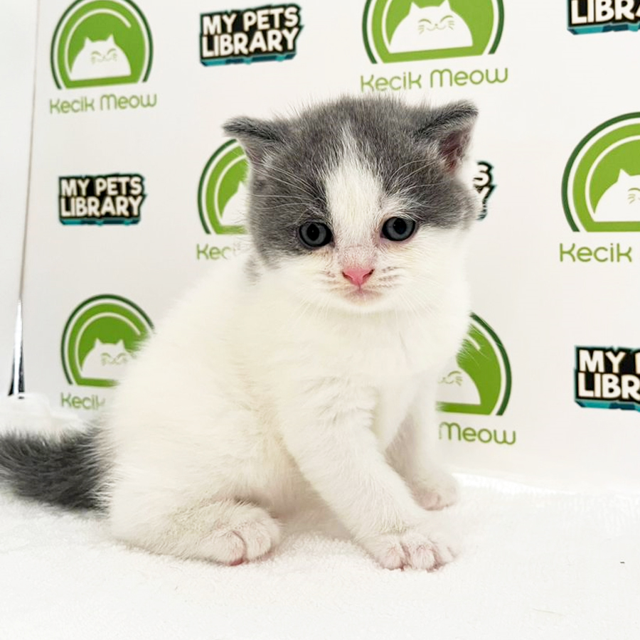 British Shorthair Kitten (Male) For Sale