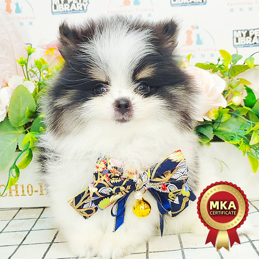 MKA Pomeranian Puppy (Male) For Sale