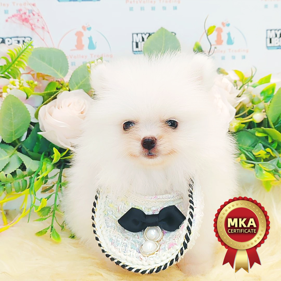 MKA Tiny Pomeranian Puppy (Female) For Sale