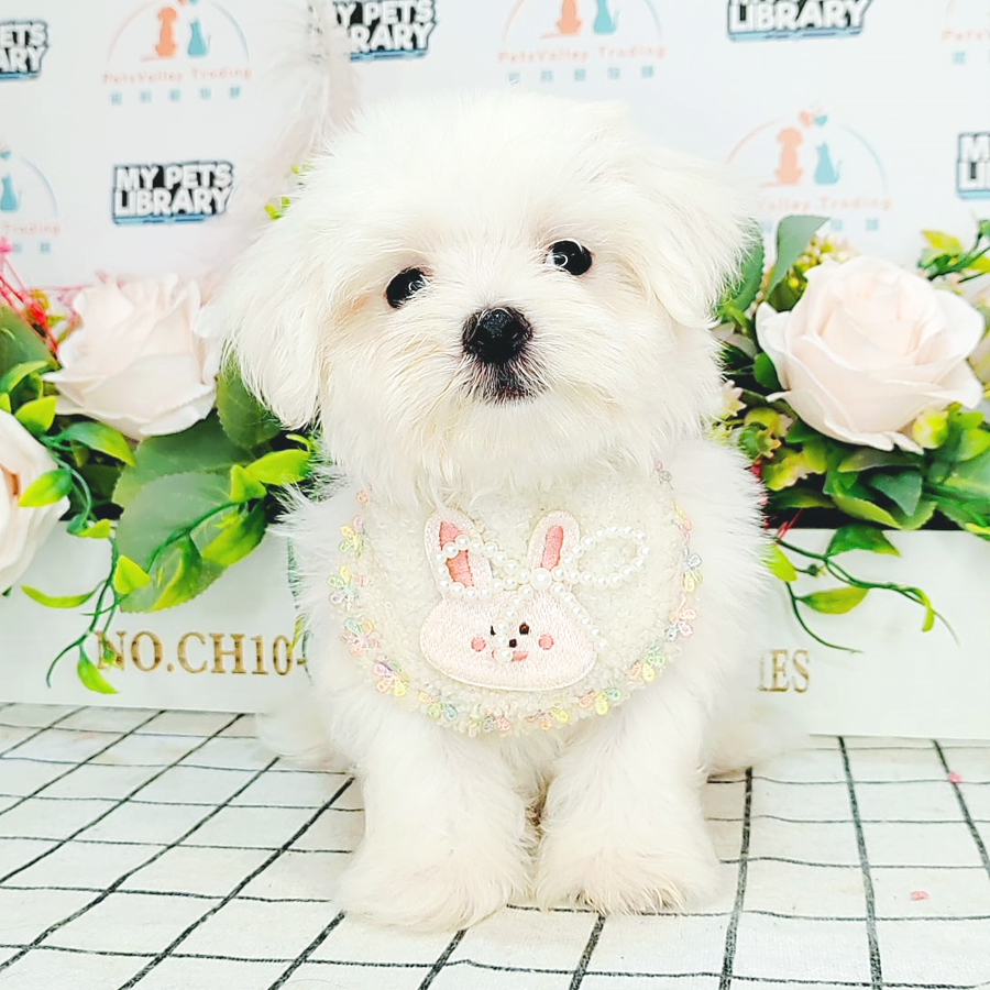 Maltese Puppy (Male) For Sale