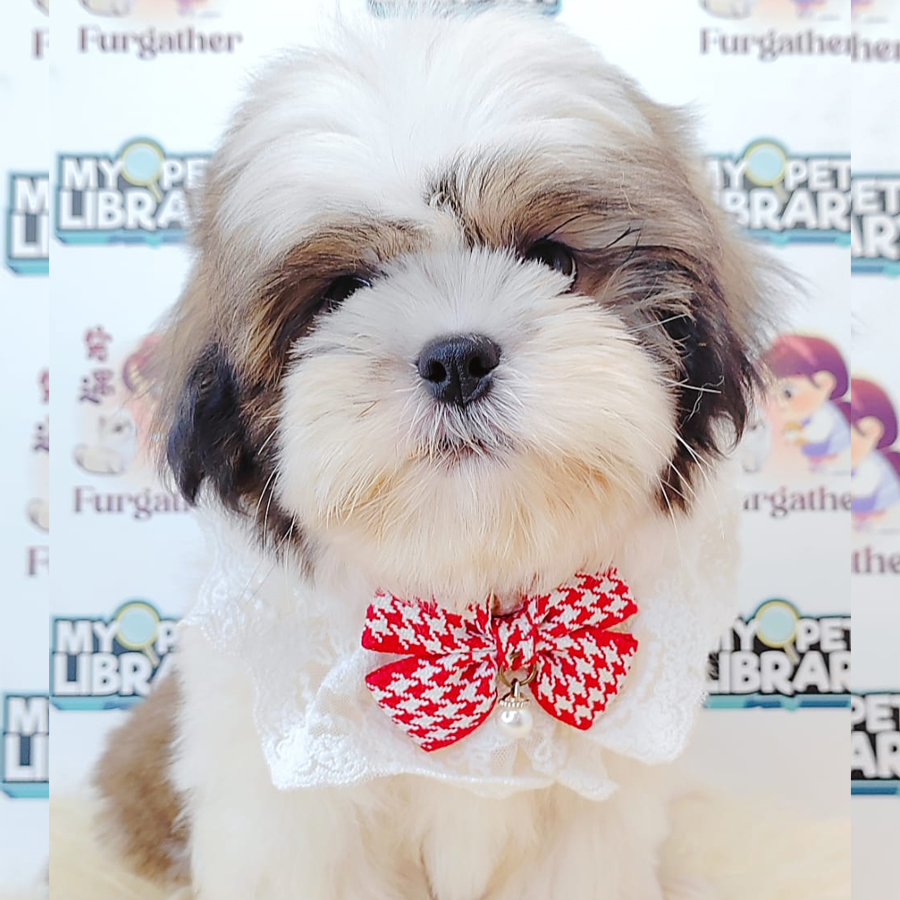 Shih Tzu Puppy (Male) For Sale