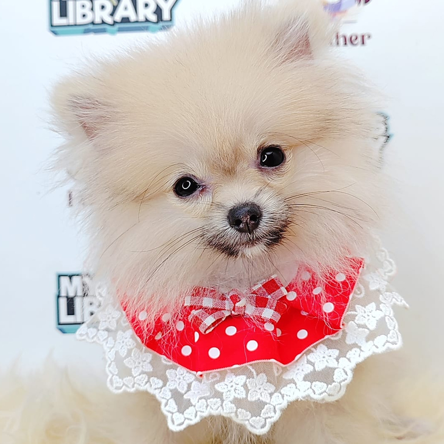 Teacup Pomeranian Puppy (Female) For Sale