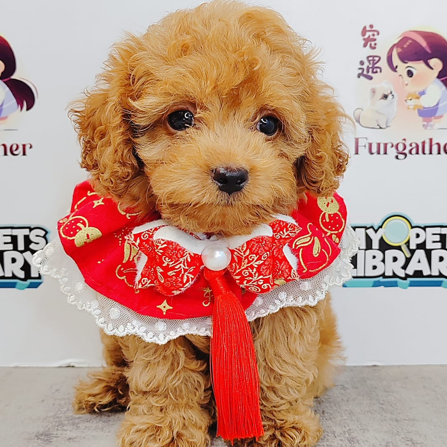 Poodle Puppy (Male) For Sale