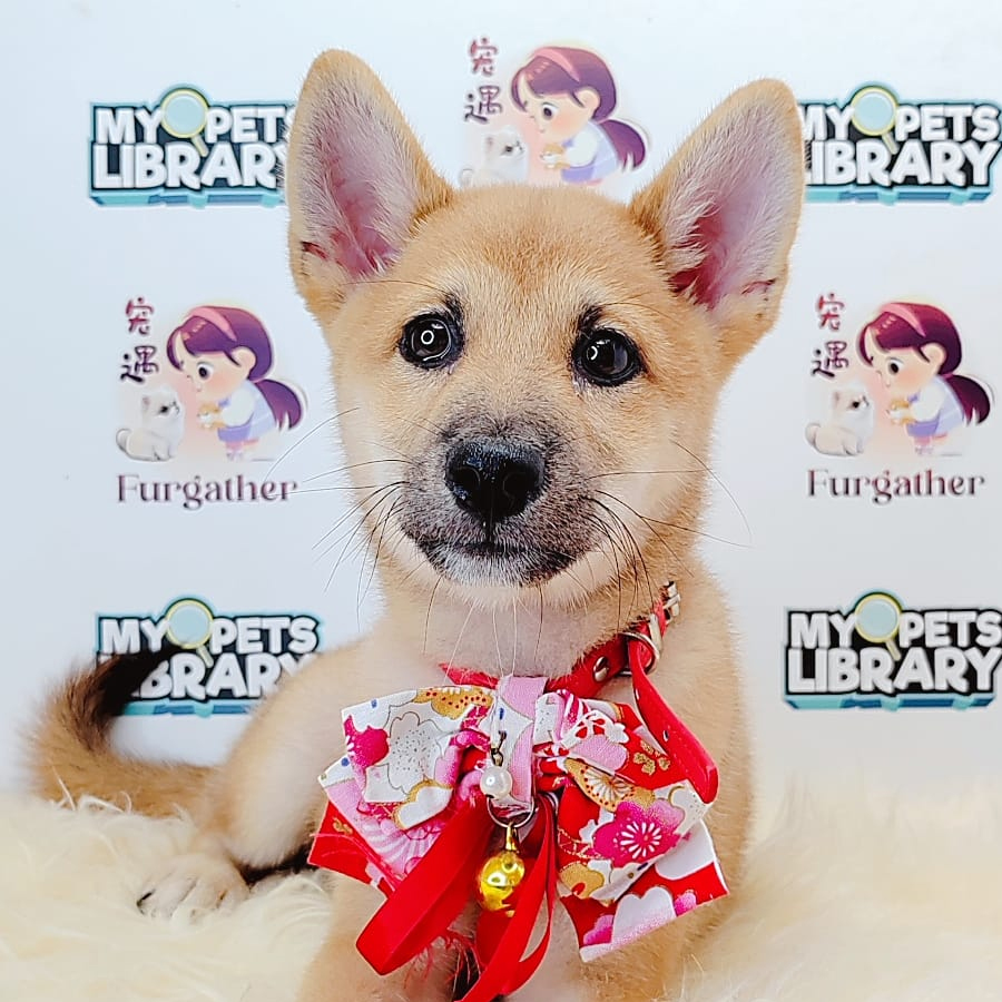 Shiba Inu Puppy (Male) For Sale