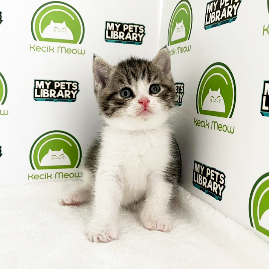 British Shorthair Kitten (Male) For Sale