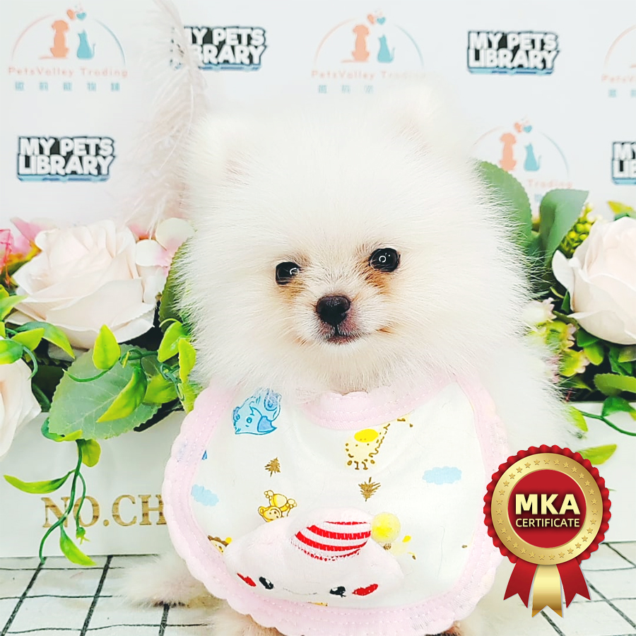 MKA Tiny Pomeranian Puppy (Female) For Sale