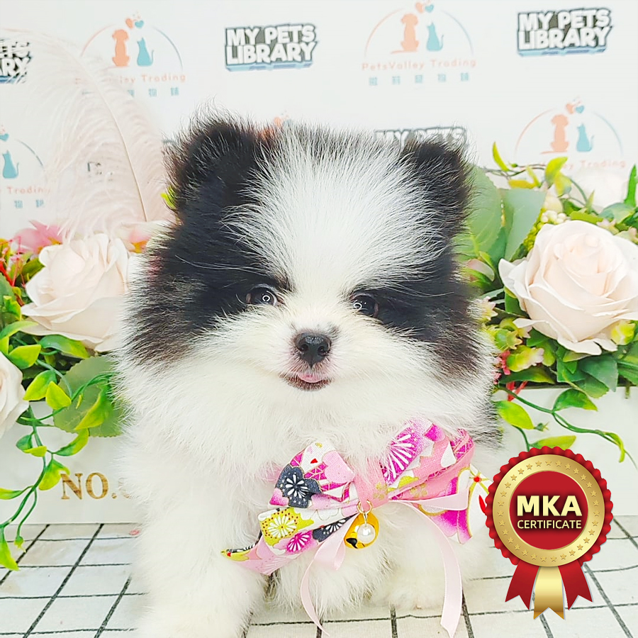 MKA Tiny Pomeranian Puppy (Male) For Sale