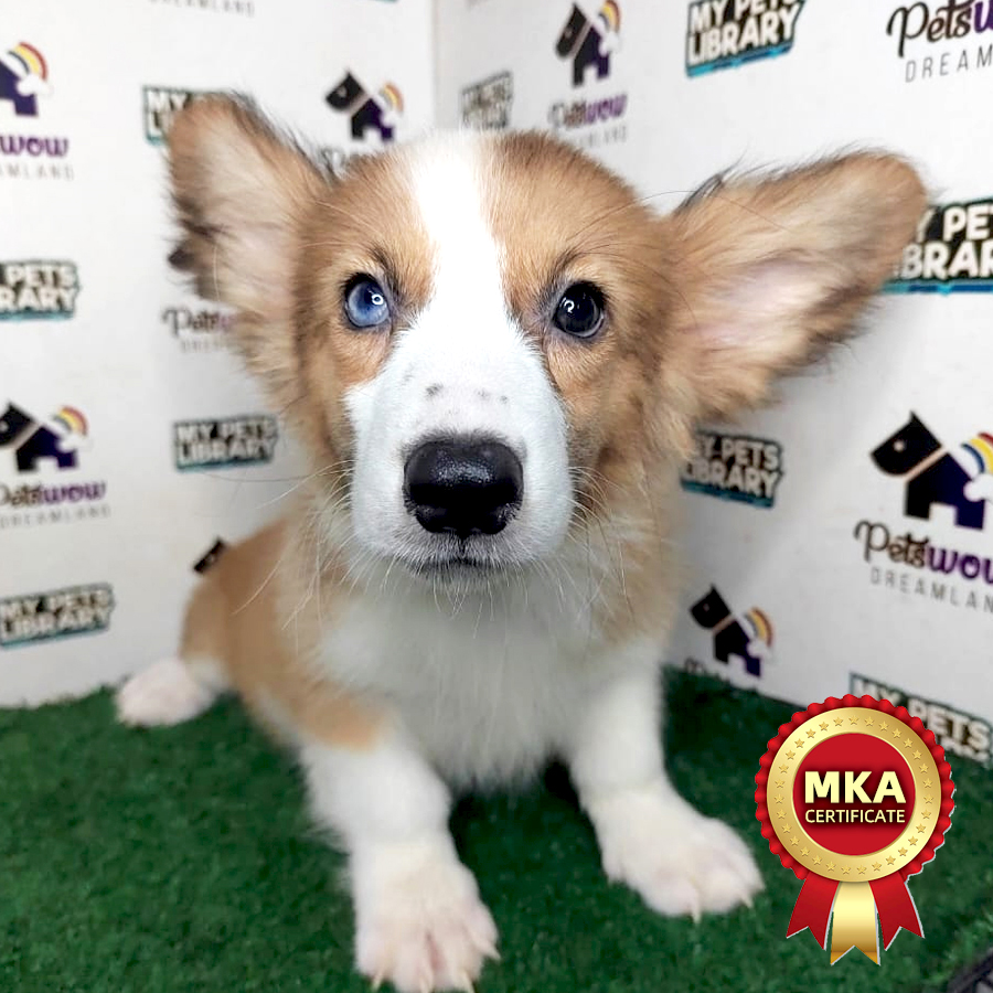 MKA Long Coat Pembroke Welsh Corgi Puppy (Female) For Sale