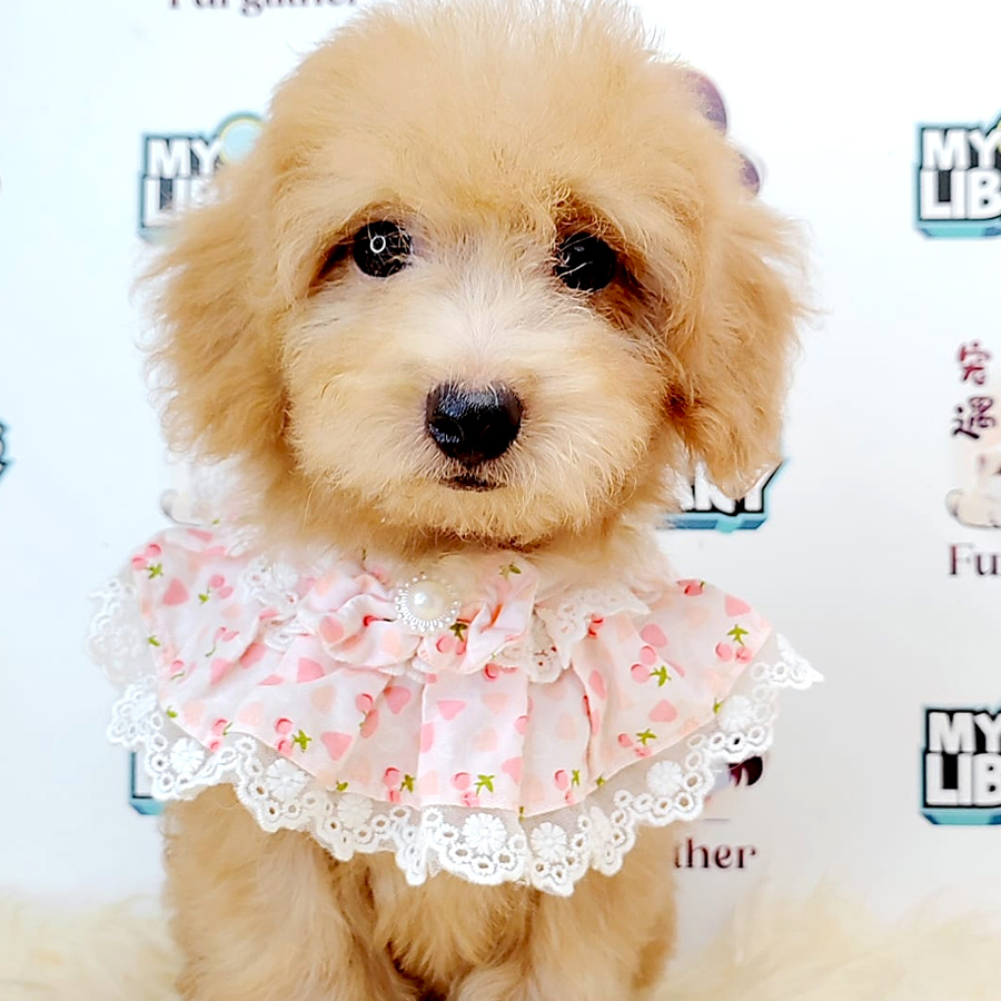 Poodle Puppy (Male) For Sale
