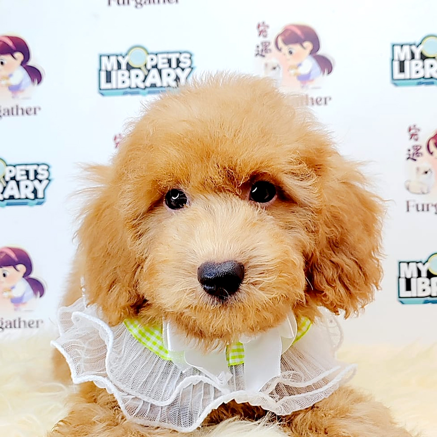 Poodle Puppy (Male) For Sale