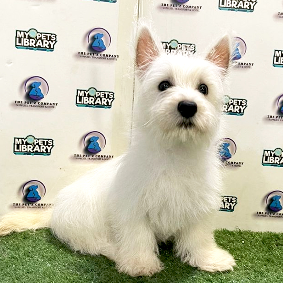 West Highland Terrier Puppy (Male) For Sale