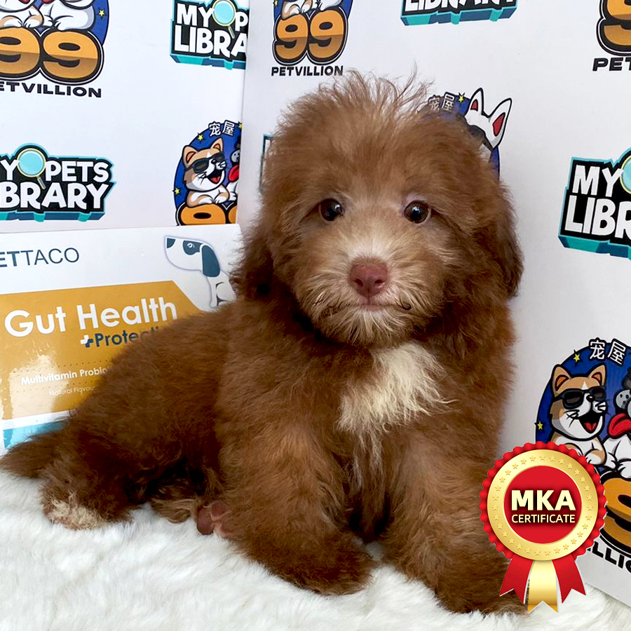 MKA Toy Poodle Puppy (Male) For Sale