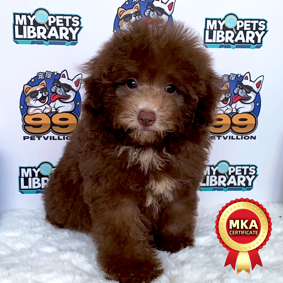 MKA Toy Poodle Puppy (Female) For Sale