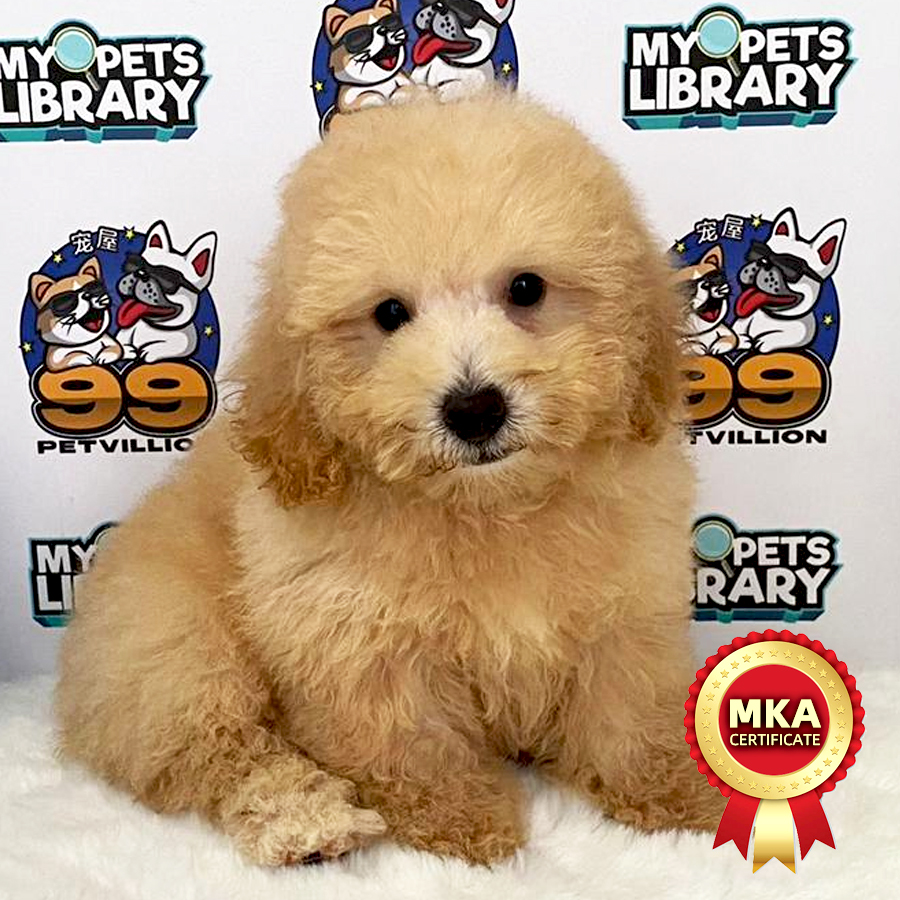 MKA Toy Poodle Puppy (Male) For Sale