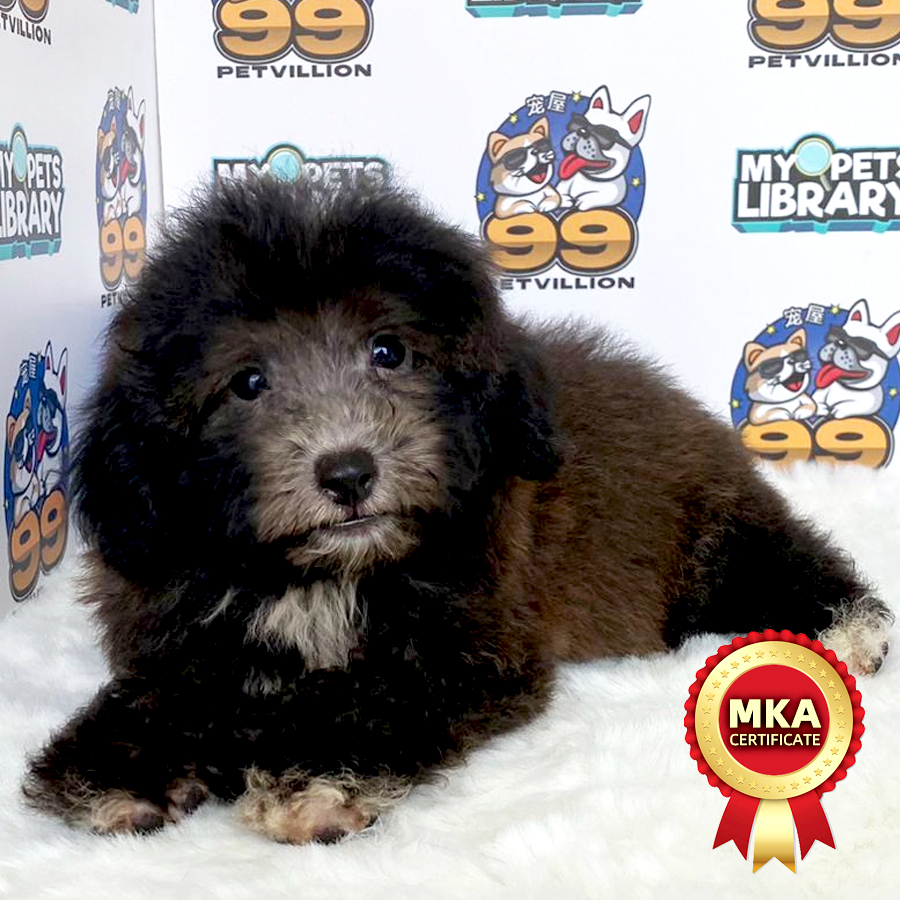 MKA Toy Poodle Puppy (Male) For Sale