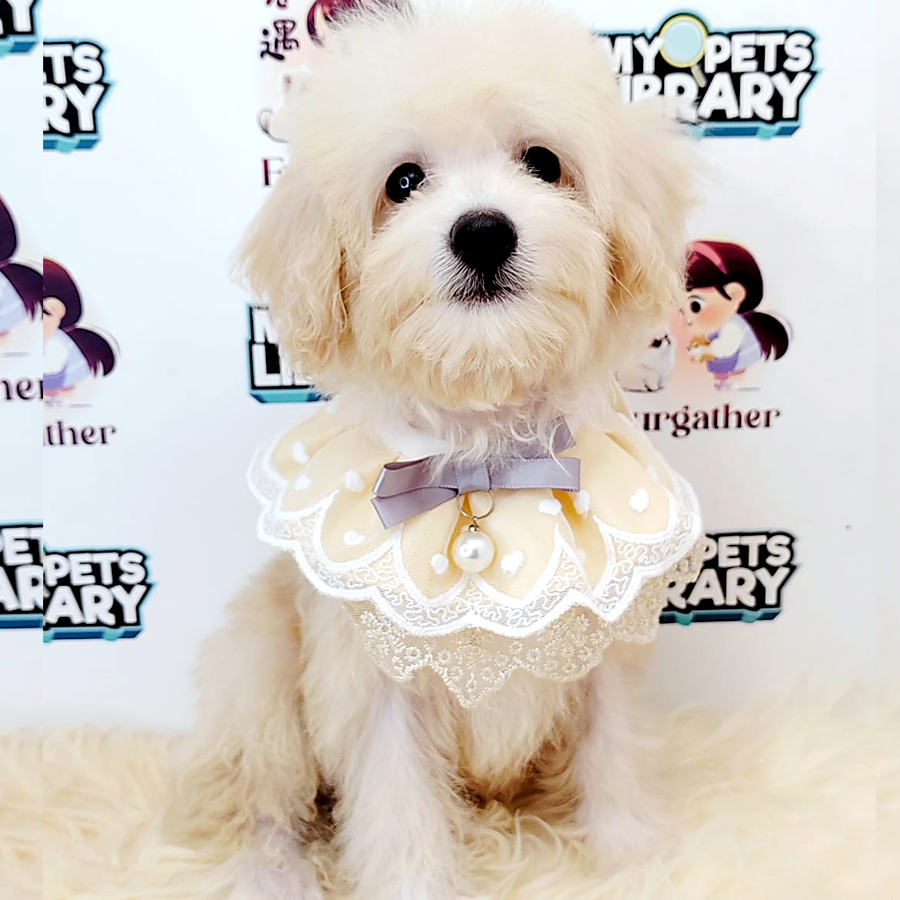 Maltipoo Puppy (Male) For Sale