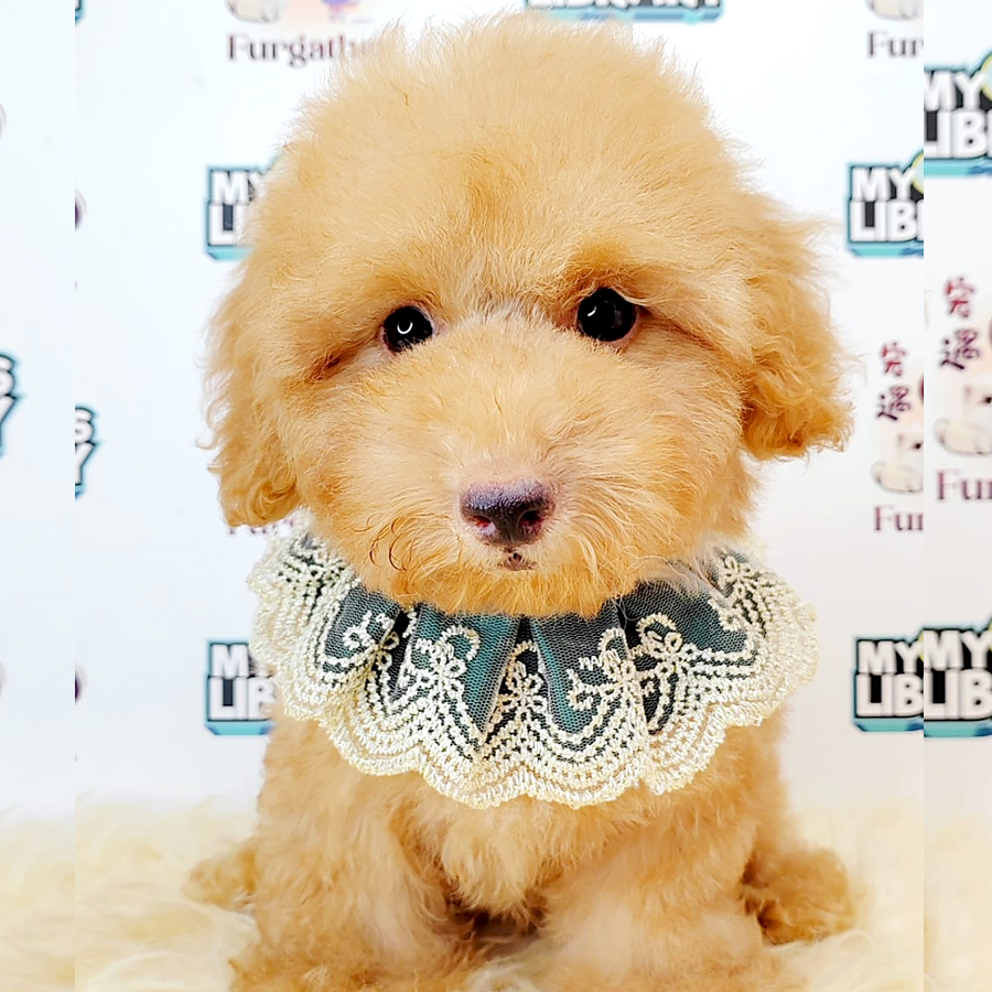 Toy Poodle Puppy (Male) For Sale