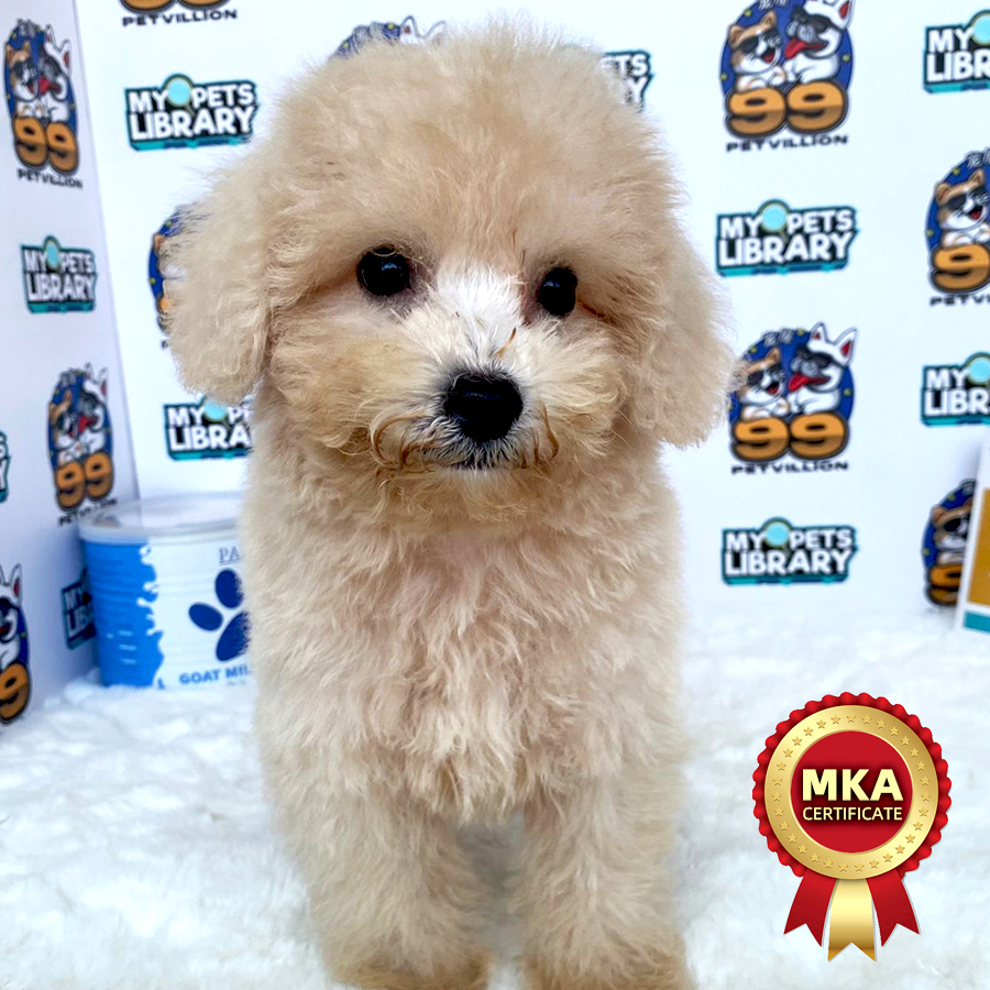 MKA Toy Poodle Puppy (Female) For Sale