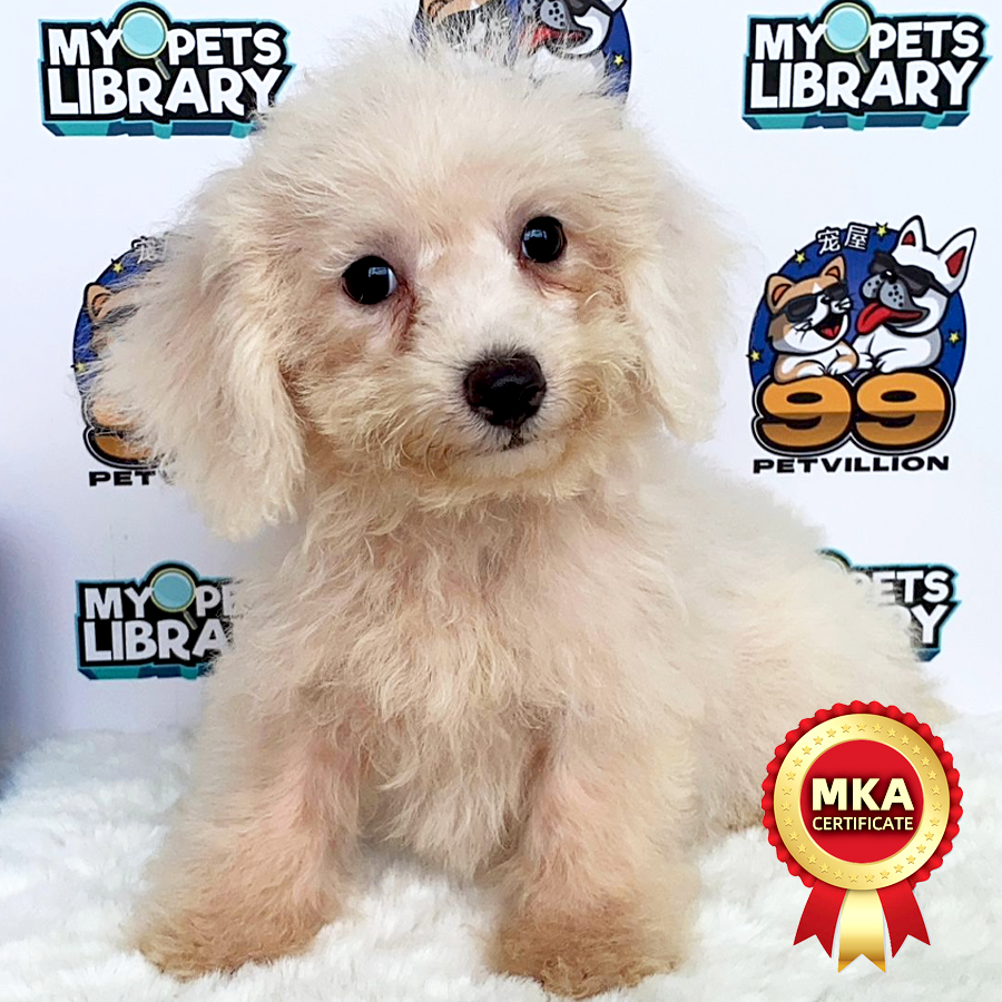 MKA Toy Poodle Puppy (Male) For Sale