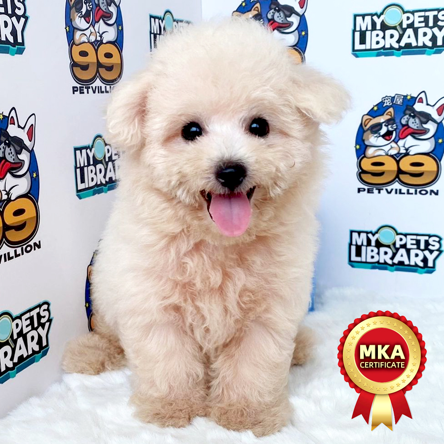 MKA Bichon Frise Puppy (Male) For Sale