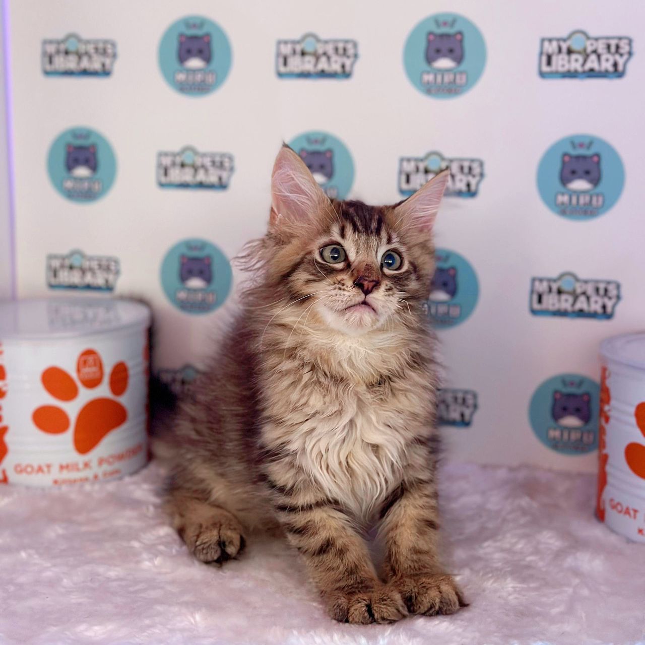Maine Coon Kitten (Male) For Sale