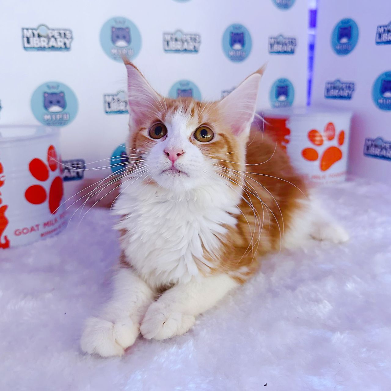 Maine Coon Kitten (Female) For Sale