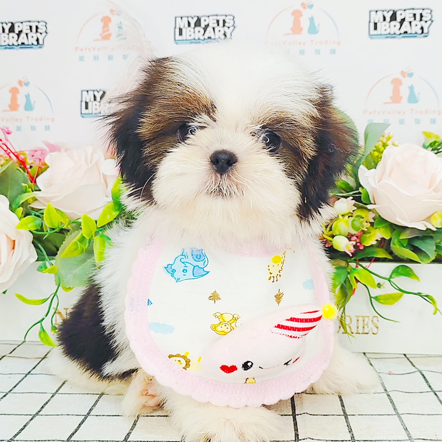 Shih Tzu Puppy (Female) For Sale