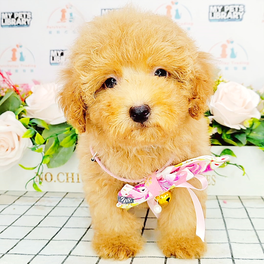Toy Poodle Puppy (Female) For Sale