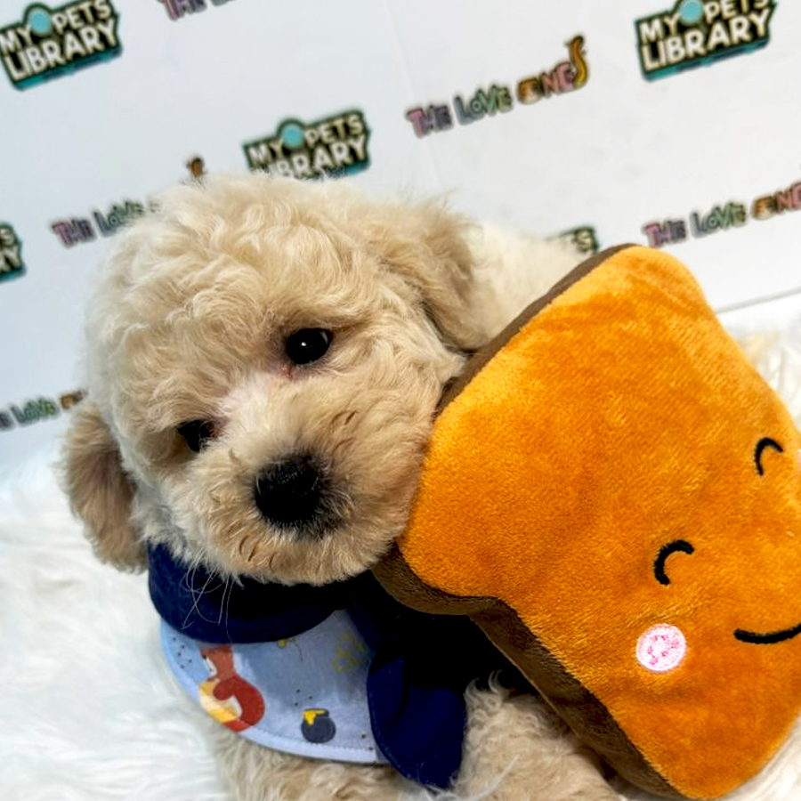 Tiny Toy Poodle Puppy (Male) For Sale