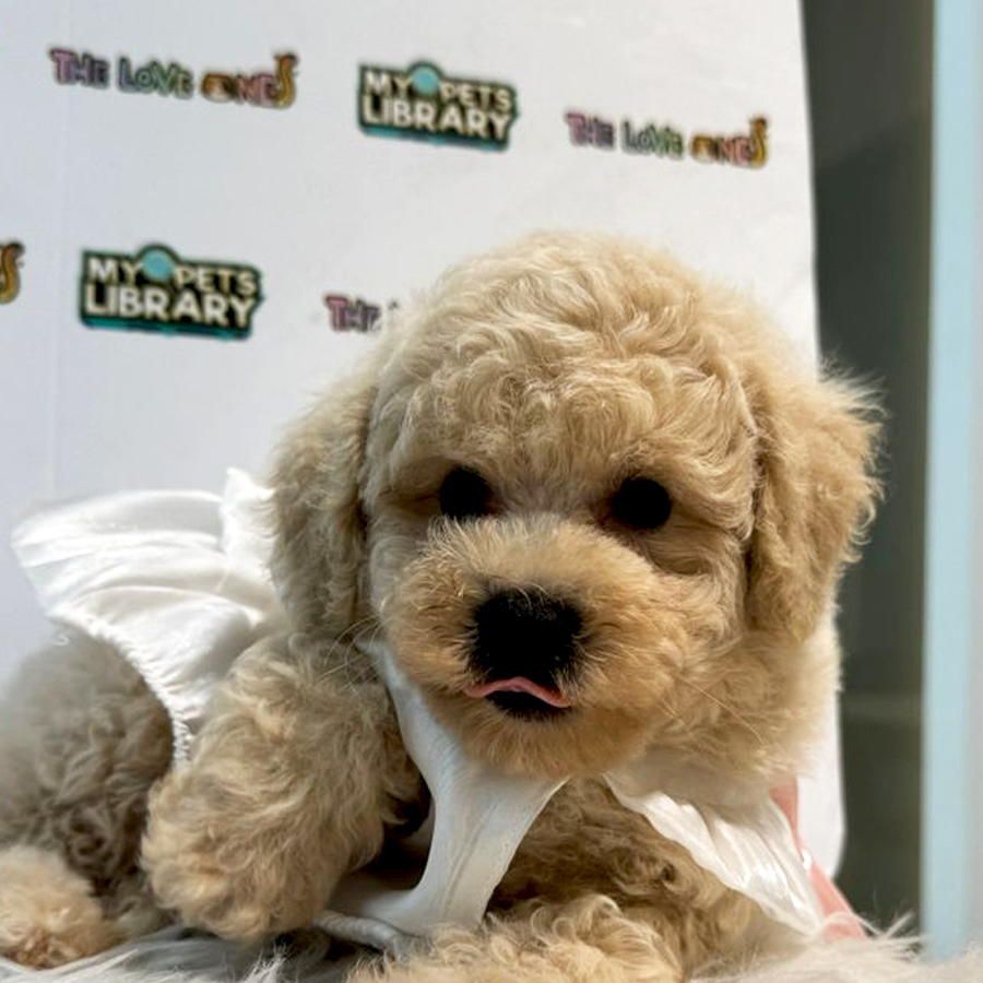 Tiny Toy Poodle Puppy (Female) For Sale