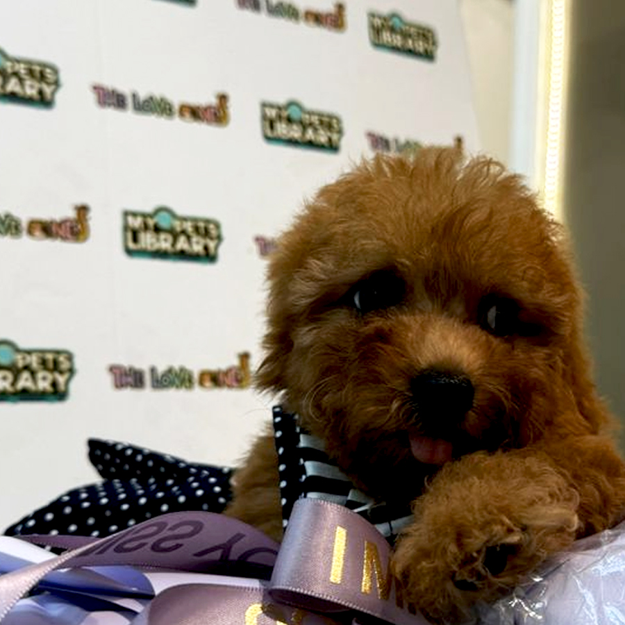 Tiny Maltipoo Puppy (Female) For Sale