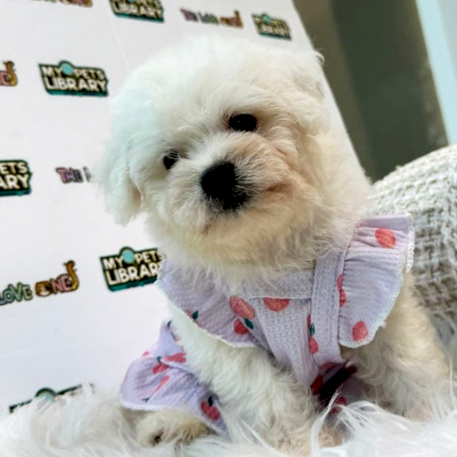 Maltese Puppy (Female) For Sale