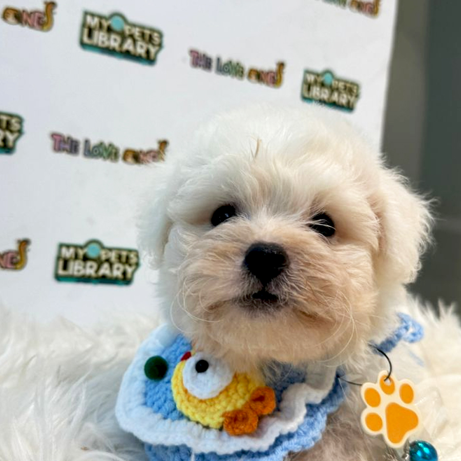 Maltese Puppy (Female) For Sale
