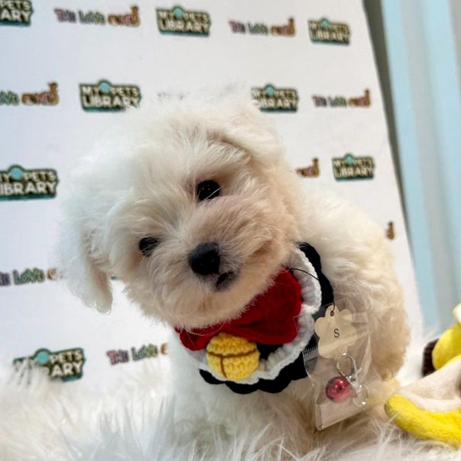 Maltese Puppy (Male) For Sale