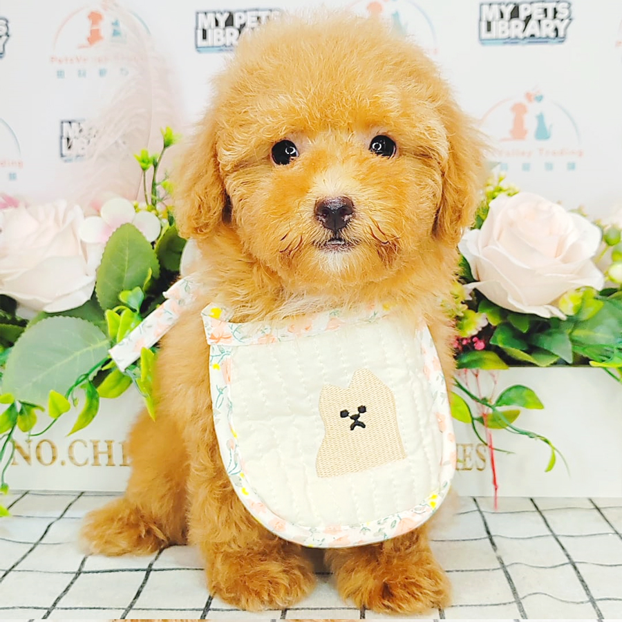 Toy Poodle Puppy (Male) For Sale