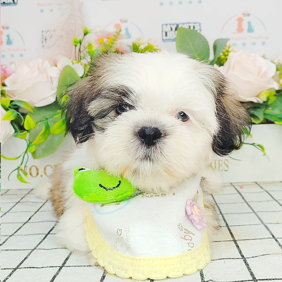 Shih Tzu Puppy (Male) For Sale