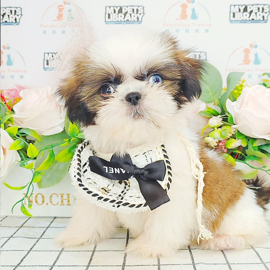 Shih Tzu Puppy (Male) For Sale