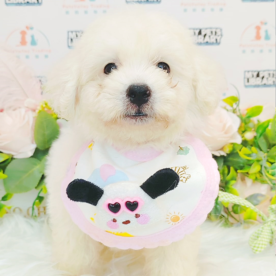 Tiny Poodle Puppy (Male) For Sale